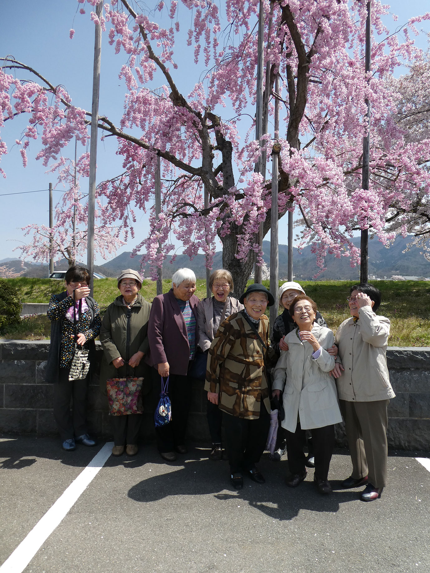 桜花見