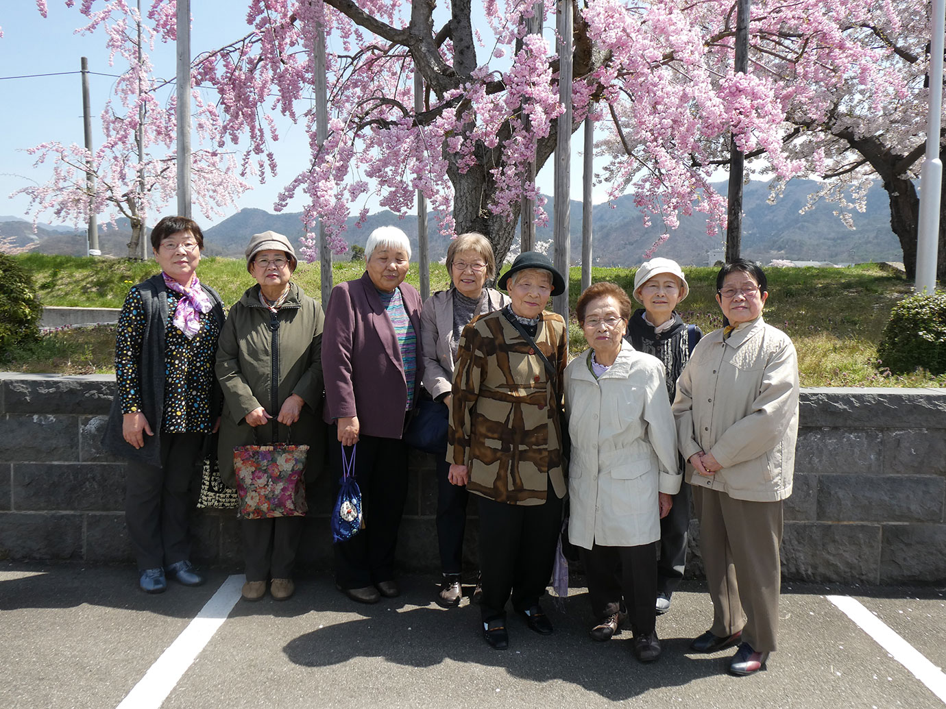 桜花見