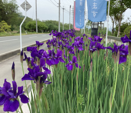 初夏のお花